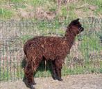 Zwart alpaca hengstveulen., Dieren en Toebehoren, Mannelijk