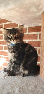 Maine Coon kittens, Meerdere dieren, Gechipt