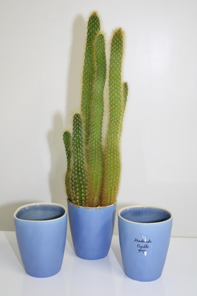 Apenstaart cactus + cactuspotjes Cleistocactus winteri subs., Huis en Inrichting, Kamerplanten, Cactus, Minder dan 100 cm, Volle zon