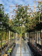 Glansmispel photinia red robin leibomen in maten, Ophalen of Verzenden, Halfschaduw