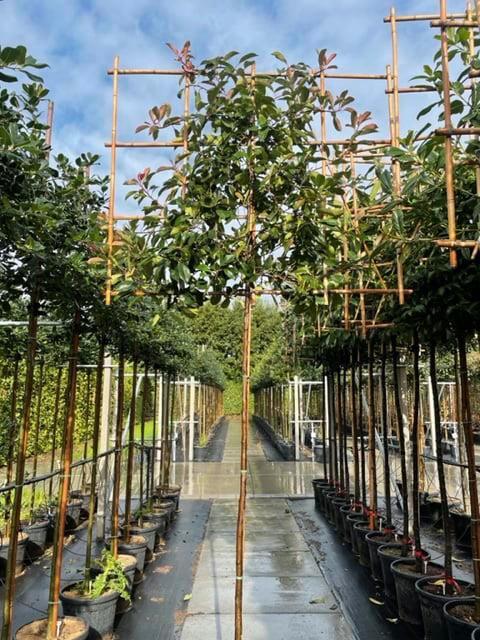 Glansmispel photinia red robin leibomen in maten, Tuin en Terras, Planten | Bomen, Halfschaduw, Ophalen of Verzenden