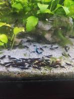 50 Blauwe neocaridina garnalen blue dream, Dieren en Toebehoren, Vissen | Aquariumvissen, Kreeft, Krab of Garnaal