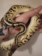 Koningspython/ballpython, Dieren en Toebehoren, Reptielen en Amfibieën, Slang