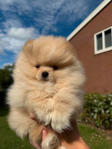 Pomeriaan puppy teefje en reutje fci stamboom beschikbaar voor biedingen