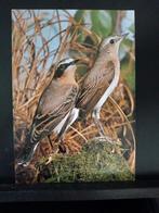 Tapuit mannetje en vrouwtje, Verzenden, 1980 tot heden, Ongelopen, Vogel
