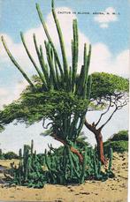 Aruba. Cactus in bloom, Verzamelen, Ansichtkaarten | Buitenland, Gelopen, 1960 tot 1980, Ophalen of Verzenden, Buiten Europa