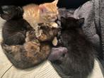 Kitten, Dieren en Toebehoren, Katten en Kittens | Overige Katten, Poes, 0 tot 2 jaar