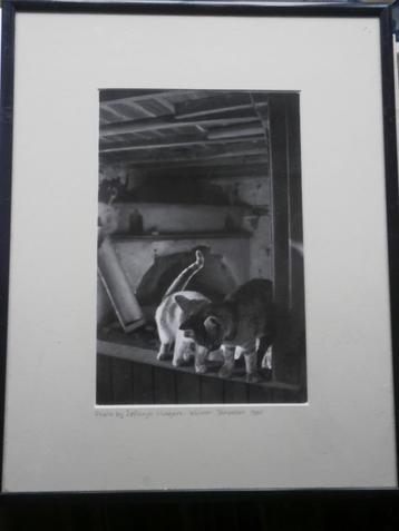 Mooie Beroepsfoto, van Kroelende poezen in mooi lijstje  beschikbaar voor biedingen