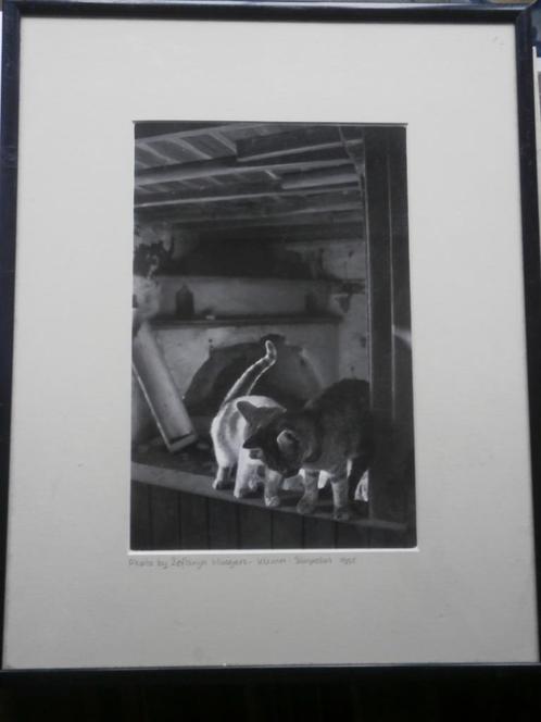 Mooie Beroepsfoto, van Kroelende poezen in mooi lijstje, Huis en Inrichting, Woonaccessoires | Schilderijen, Tekeningen en Foto's