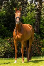 7 jarige merrie te koop, Merrie, 175 cm of meer, Met stamboom, Dressuurpaard