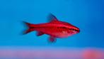 Puntius Titeya - Sherry Barbeel, Vis, Zoetwatervis, Schoolvis