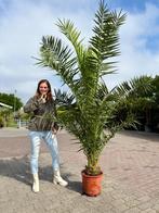 phoenix canariensis 230cm €50, Tuin en Terras, Planten | Bomen, 100 tot 250 cm, Zomer, Palmboom, Ophalen