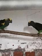 Koppels Meyers Papegaaien, Dieren en Toebehoren, Vogels | Parkieten en Papegaaien, Meerdere dieren, Papegaai, Geringd