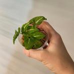 Syngonium wendlandii, Ophalen of Verzenden, Halfschaduw, Minder dan 100 cm