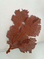 Grote Rode Gorgonen Koraal Decoratie, Ophalen, Zo goed als nieuw