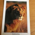 Leeuwen, Verzenden, Voor 1920, Ongelopen, Hond of Kat