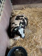 2 bonte rammen te koop, Dieren en Toebehoren, Schapen, Geiten en Varkens, Mannelijk, Schaap