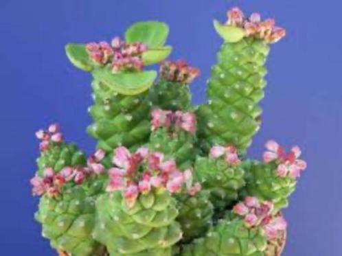 Monadenium Ritchie Subsp. Nyambense 23cm schaal., Huis en Inrichting, Kamerplanten, Overige soorten, Minder dan 100 cm, Bloeiende kamerplant