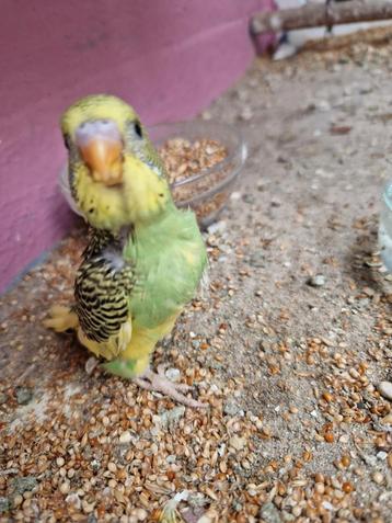 volière vogelkooi vogel jong parkiet grasparkieten  beschikbaar voor biedingen