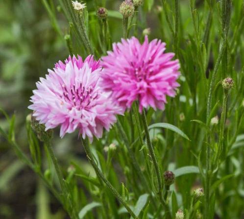 Korenbloem pink ball, Tuin en Terras, Bloembollen en Zaden, Zaad, Voorjaar, Volle zon, Ophalen of Verzenden