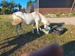 Verzorgster gezocht pony 140 groot, Dieren en Toebehoren, Paarden en Pony's | Overige Paardenspullen, Ophalen of Verzenden