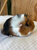 Jong cavia vrouwtje borstelmixje, Dieren en Toebehoren, Knaagdieren, November, Vrouwelijk, Cavia