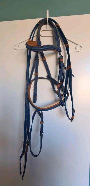 Blauw bruin hoofdstel beschikbaar voor biedingen