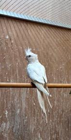 Jonge valkparkiet albino , perfect om tam te maken, Dieren en Toebehoren, Geslacht onbekend, Parkiet, Tam