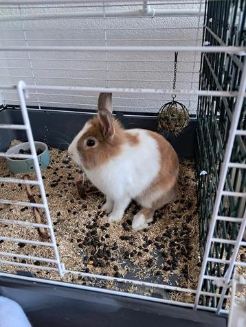 Fluffi konijntje beschikbaar voor biedingen