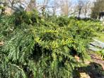 2x taxus struik (venijnstruik), Tuin en Terras, Taxus, Ophalen