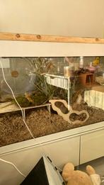 hamster terrarium groot!, Dieren en Toebehoren, Knaagdieren en Konijnen | Hokken en Kooien, Ophalen, 110 cm of meer, Overige typen