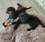 vrolijke labradoodle pups, Overige rassen, CDV (hondenziekte), 8 tot 15 weken, Meerdere