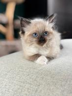 ♥️Nog 1 UNIEKE SIAMEES/RAGDOLL️♥️, Meerdere dieren, Ingeënt