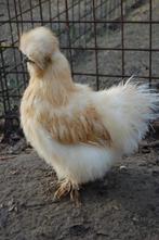 BROEDEIEREN ZIJDEHOENDER KIPPEN USA TYPE, Geslacht onbekend, Kip