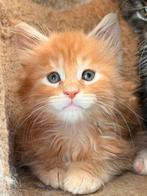 Prachtige Maine Coon kittens, Dieren en Toebehoren, Meerdere dieren, Gechipt, 0 tot 2 jaar