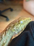 Leachianus vrouw Nuu Ami, Dieren en Toebehoren, Hagedis, 0 tot 2 jaar