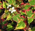 Houttuynia chameleon(moerasanemoon)wit vaste plant, Overige soorten, Vaste plant, Ophalen of Verzenden, Halfschaduw