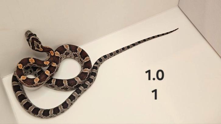 Rattenslangen NK 2025 mannen en vrouwen, Dieren en Toebehoren, Reptielen en Amfibieën, Slang, 0 tot 2 jaar