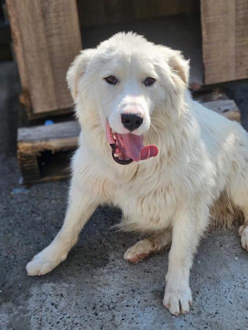Ursu zoekt een baasje, Dieren en Toebehoren, Honden | Niet-rashonden, Groot, Reu, Handelaar, Eén hond, Buitenland, 15 weken tot 1 jaar