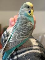 Lieve grasparkiet, Dieren en Toebehoren, Mannelijk, Parkiet