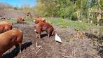 Dekbeer 100% Deens Duroc, Dieren en Toebehoren, Schapen, Geiten en Varkens, Mannelijk