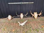 Eland,geweien,Zweden,elandgewei,schedels, Ophalen of Verzenden, Gebruikt, Wild dier, Gewei of Kop