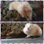 Super tamme goudhamsters (jong), Hamster, Juni, Meerdere dieren, Tam