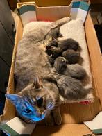 Blauw grijs en tijgerprint kittens, Meerdere dieren, Kortharig, 0 tot 2 jaar
