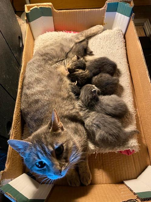 Blauw grijs en tijgerprint kittens, Dieren en Toebehoren, Katten en Kittens | Overige Katten, Kortharig, Meerdere dieren, 0 tot 2 jaar