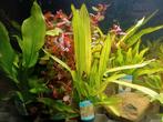 Hobbyaquarium fris assortiment uitzoeken €2,95 Zondag 12 okt, Vis