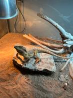 Baardagaam met atributen, Dieren en Toebehoren, Reptielen en Amfibieën, Hagedis, Met terrarium, 0 tot 2 jaar