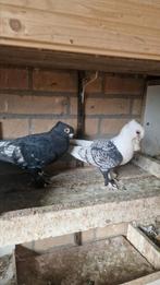 Koppel oosterse meeuwen, Dieren en Toebehoren, Vogels | Duiven, Meerdere dieren, Overige soorten