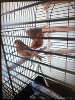 Koppel phaeo kanaries met kooie, Dieren en Toebehoren, Vogels | Kanaries, Meerdere dieren, Kleurkanarie