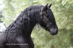 Friese paarden voor sport en recreatie, Gechipt, Niet van toepassing, Dressuurpaard, 3 tot 6 jaar